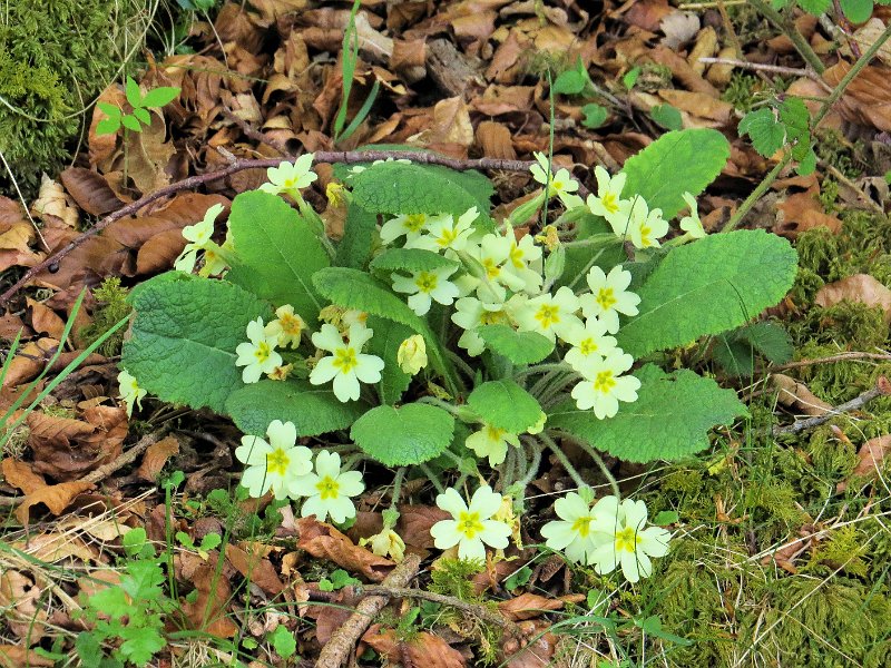 Primrose.JPG - Primrose