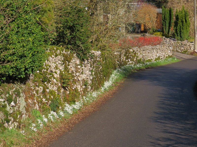 Snowdrops.JPG - Roadside snowdrops